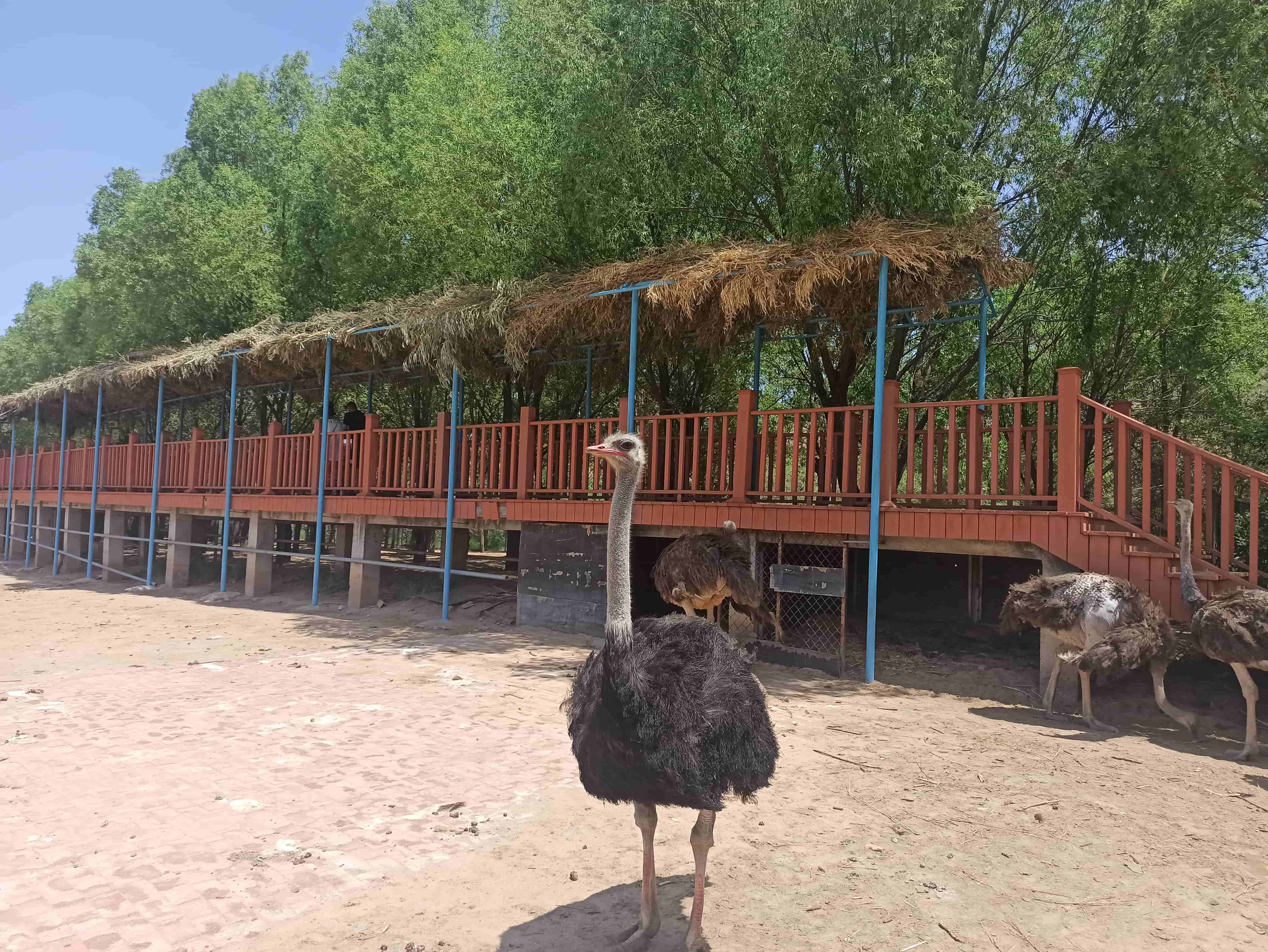 鄂爾多斯動物園